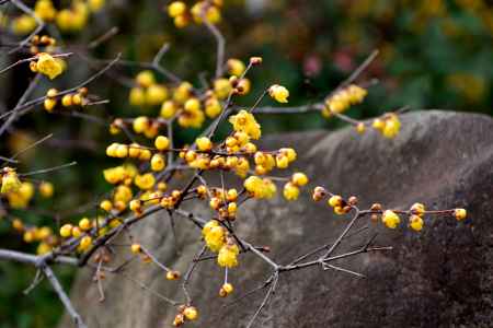 衣更月の花祈願