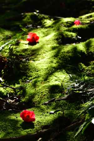 花の大社のおもてなし