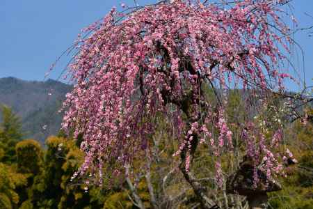 西山、名刹の春