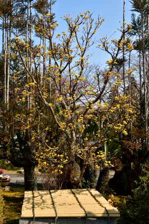 黄金色の春便り