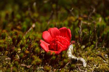 苔照らす日の光