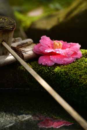 鹿ケ谷、花飾り