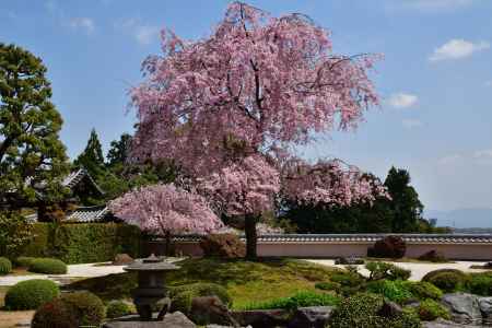 西山、春の名勝