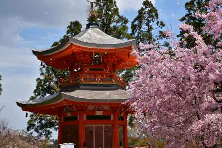 桜姿の遍照塔