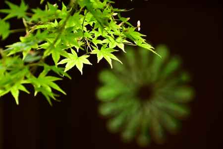 禅寺、青葉の季節