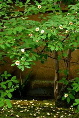 うたかたの白花