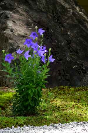 廬山寺、夏の歌詠み