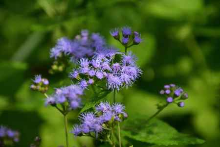 紫花、斗米庵偲ぶ