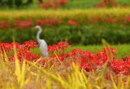 秋彩、収穫の候