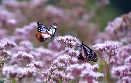 花香る柚子の里
