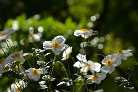 山寺、秋の白花