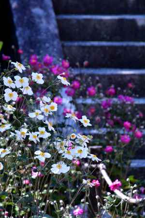 中秋の花手向け