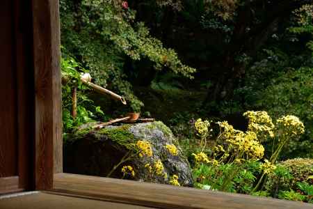 艶蕗、秋の花飾り