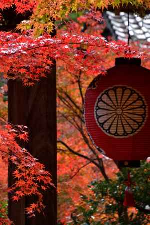禅院、彩りの候