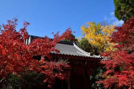 赤山、清秋の三色