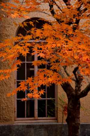 洋窓、楓飾り