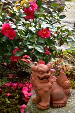 山茶花、散り映えり