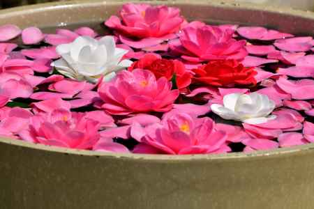 谷の御所、彩りの春