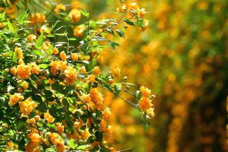 こぼれてにほふ山吹の花