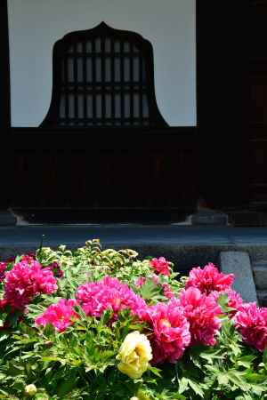 八坂、春の花頭窓