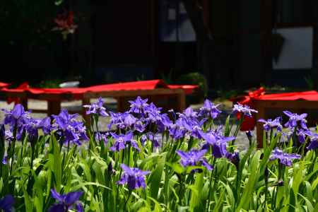 菖蒲の善光寺参り