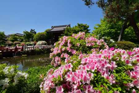 洛北、花寺の彩り