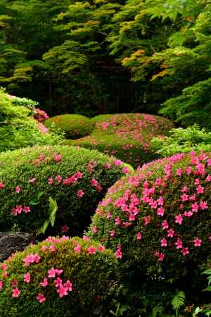 彩り、丈山の庭