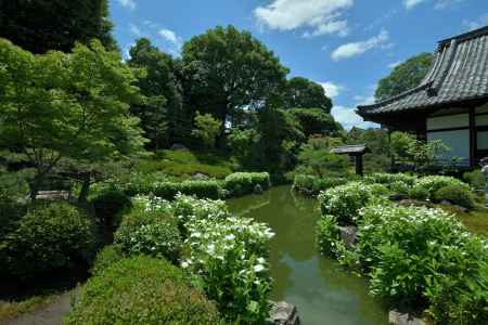 初夏、白粉（おしろい）の庭
