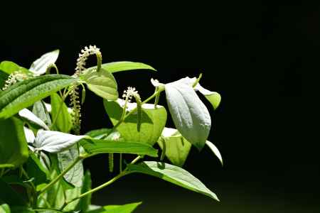 清楚、片白の草