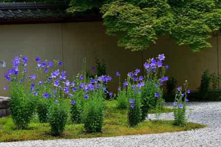 白砂の庭の紫花