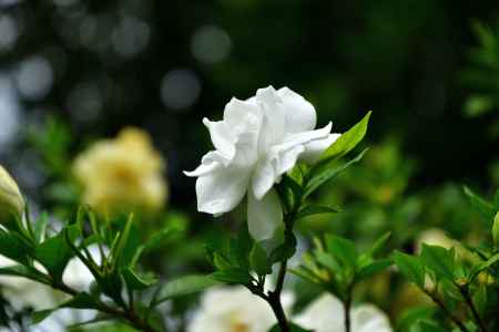 花クチナシ、匂いけり