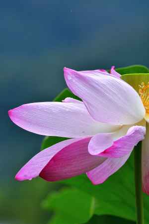 嵯峨、蓮華の池