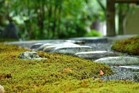 苔と石の露地