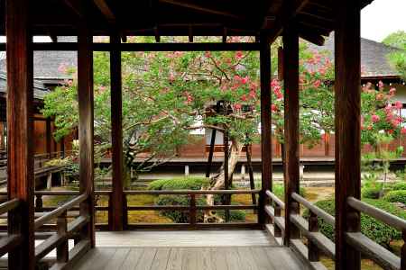 百日紅、村雨に咲く