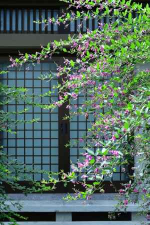 萩揺れる、伏見の中秋