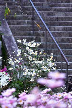 西山、秋彩の参拝