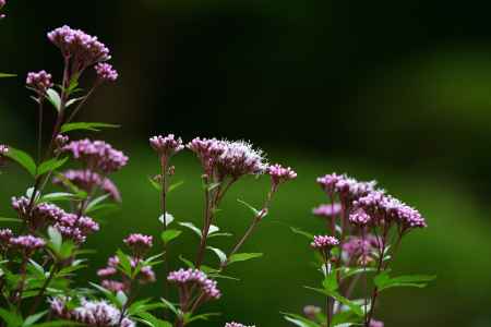 清楚、藤色の装い