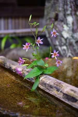 水琴窟、花設え