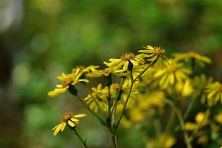 静かに咲けり石蕗の花