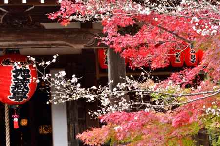 葉々紅く、寒桜の候