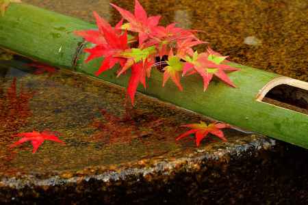 水琴の彩楓