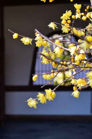 花頭窓と香る花
