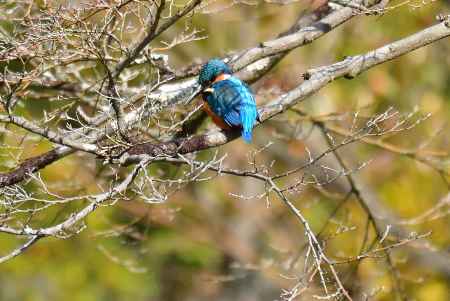 衣笠、翡翠の輝き