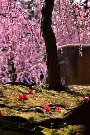 彩り、上巳の節句