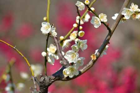 白梅揺れる伽藍