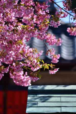 藝能神社の花飾り