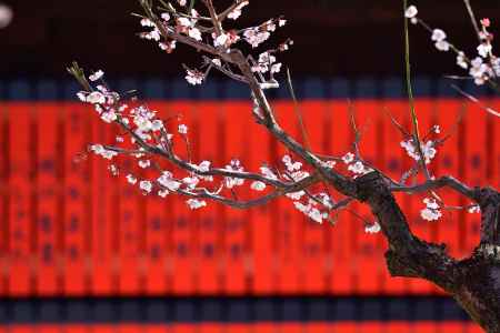 白梅、緋色の舞台