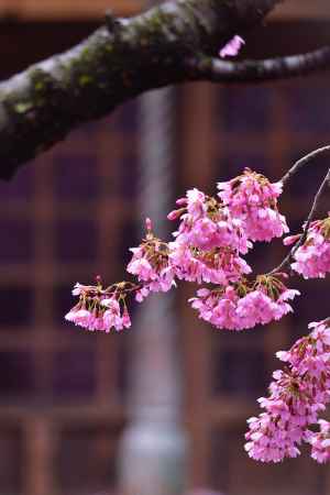 高野、祠の春彩