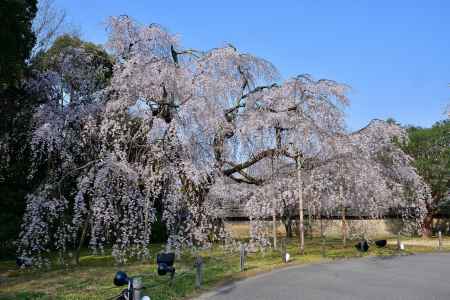 春、羽ばたくごとく