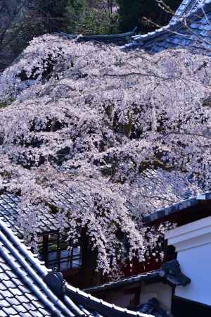 大原野、春を詠む